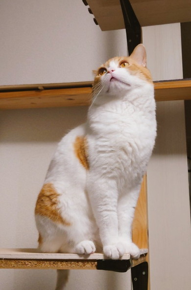 マンチカンの猫ちゃん