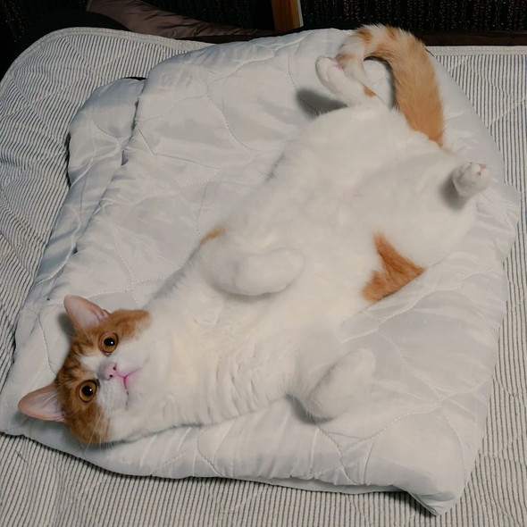 マンチカンの猫ちゃん