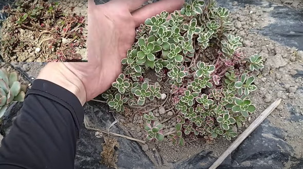 多肉植物を畑に地植え