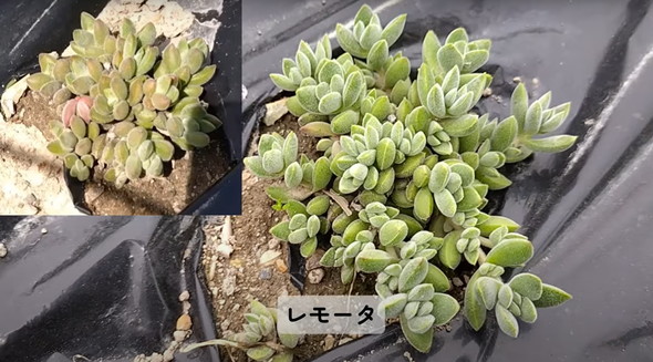 多肉植物を畑に地植え