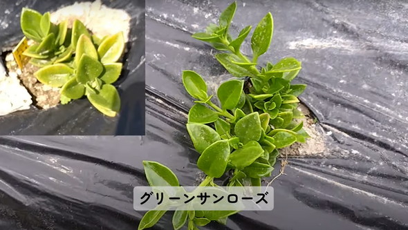 多肉植物を畑に地植え