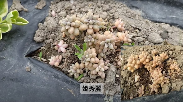 多肉植物を畑に地植え