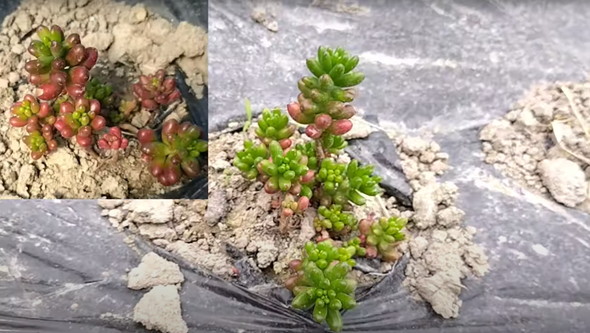 多肉植物を畑に地植え