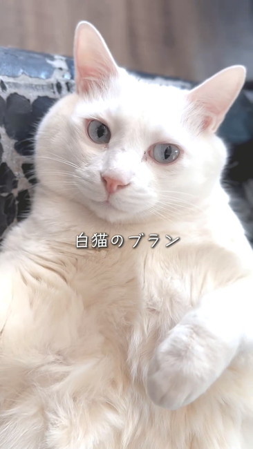 白猫ブラン