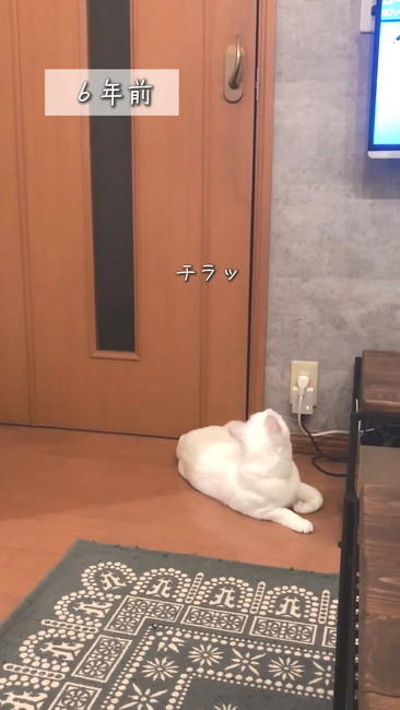 チラ