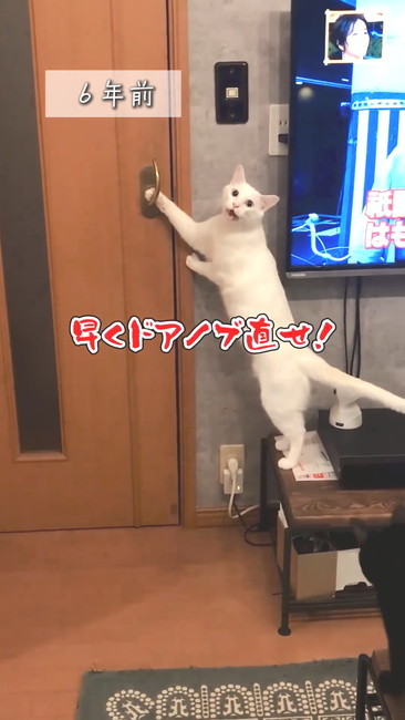 直せ