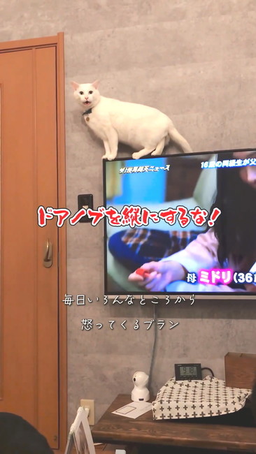 TVに乗る猫