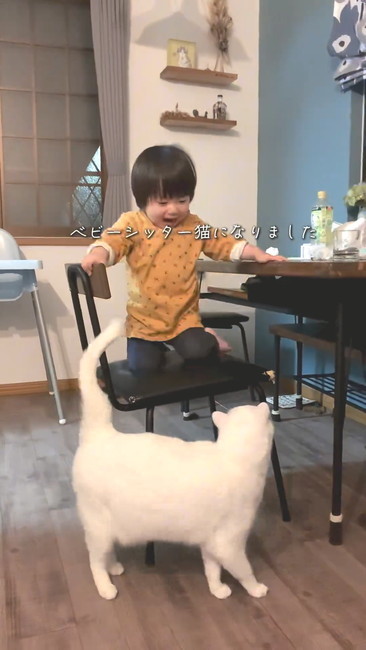 白猫