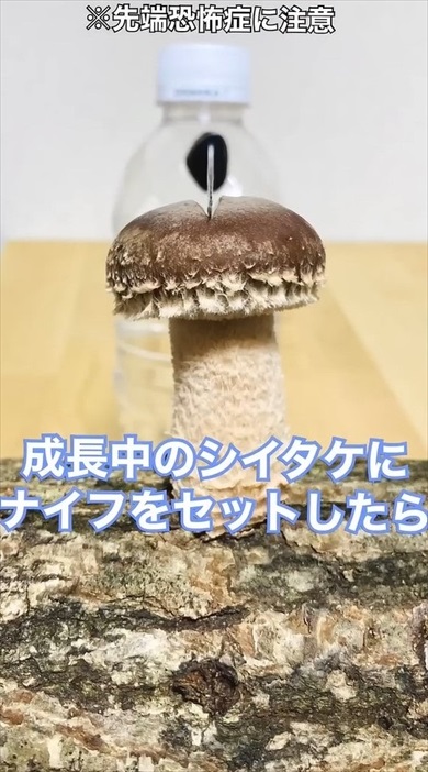 原木しいたけに包丁を刺して育てたら
