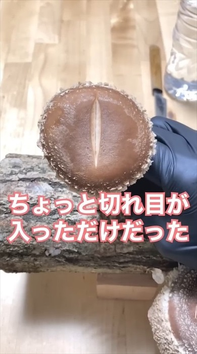 原木しいたけに包丁を刺して育てたら