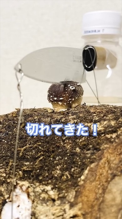 原木しいたけに包丁を刺して育てたら
