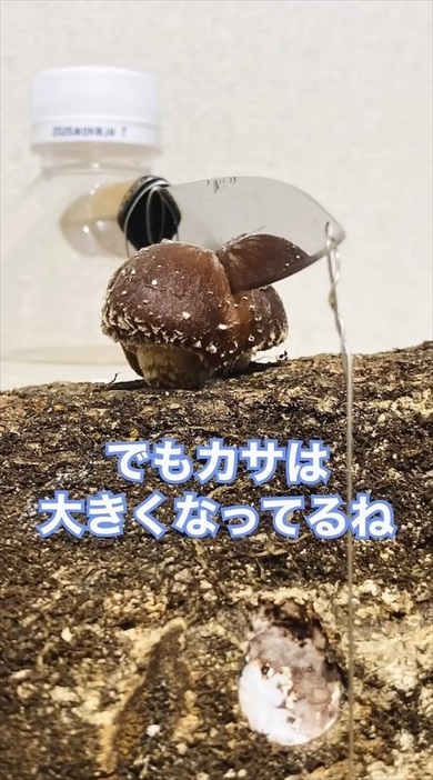 原木しいたけに包丁を刺して育てたら