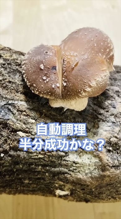 原木しいたけに包丁を刺して育てたら