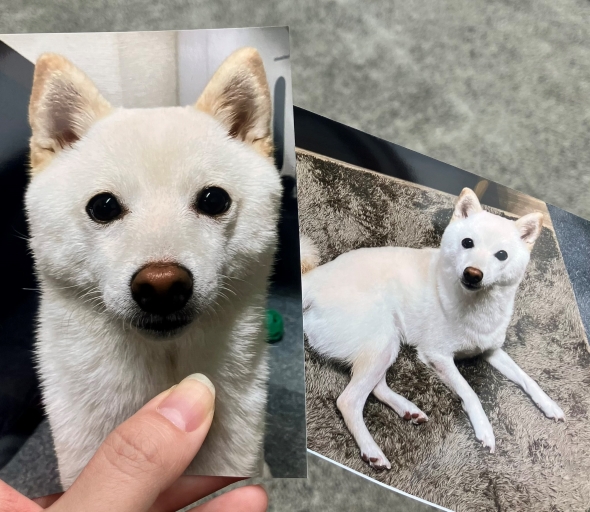 2枚のワンコの写真