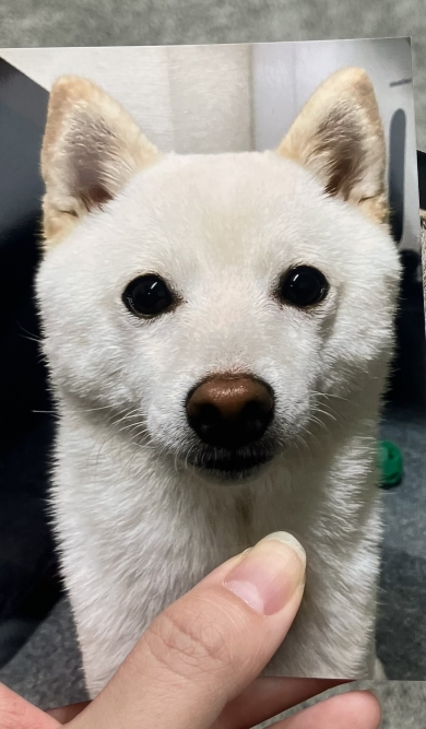 ワンコのアップ写真