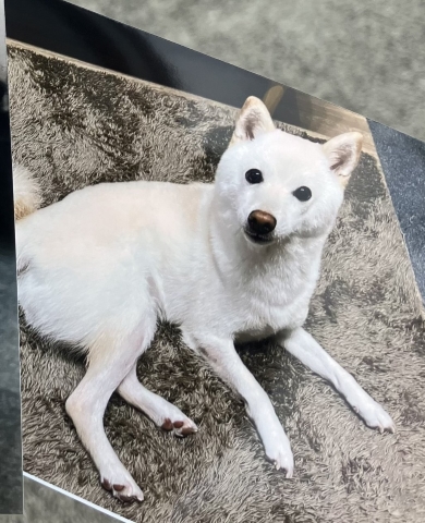 全身を写したワンコの写真