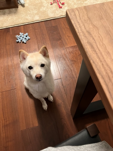 飼い主を見つめるワンコ