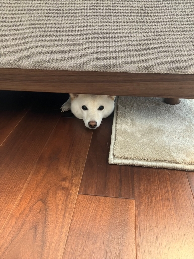 ソファの下にもぐるワンコ