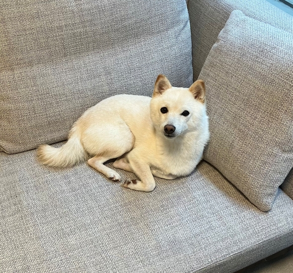 ソファでくつろぐワンコ