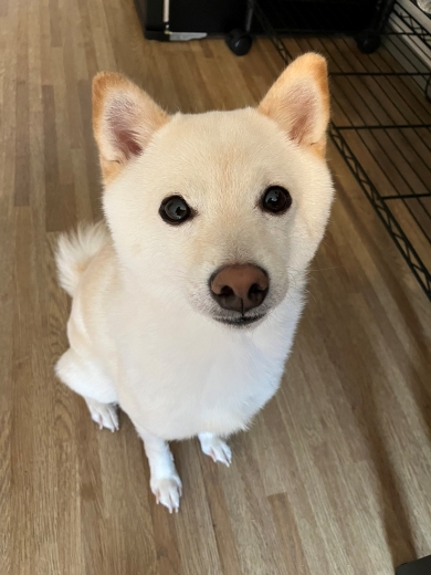 飼い主を見つめるワンコ