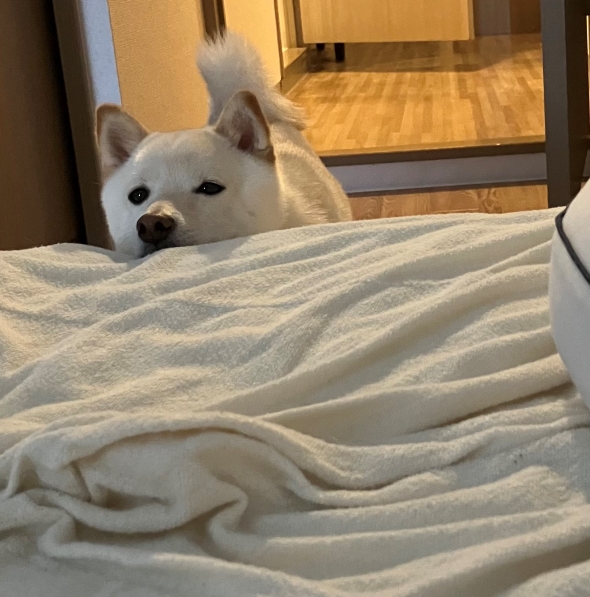 飼い主を起こすワンコ