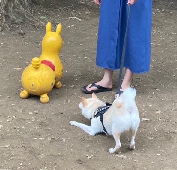 公園で遊ぶワンコ