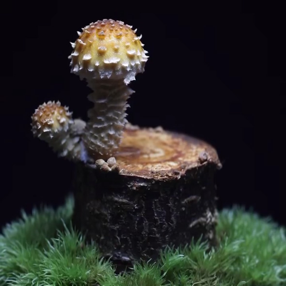 きのこ 盆栽 作った きのこリウム 手作り メイキング 観賞用