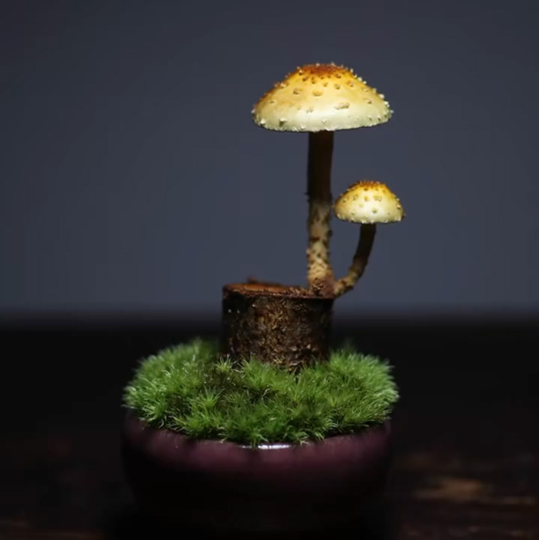 きのこ 盆栽 作った きのこリウム 手作り メイキング 観賞用