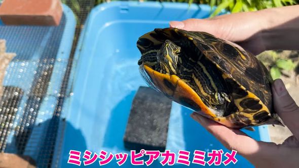 保護したミシシッピアカミミガメの近況報告