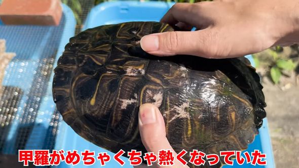 保護したミシシッピアカミミガメの近況報告