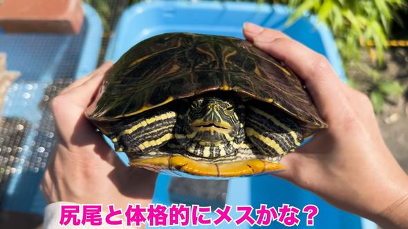 保護したミシシッピアカミミガメの近況報告