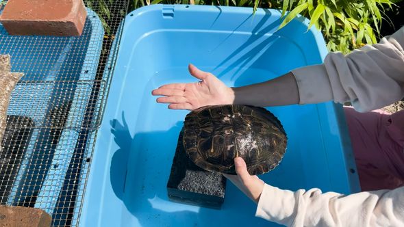 保護したミシシッピアカミミガメの近況報告