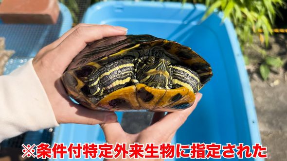 保護したミシシッピアカミミガメの近況報告