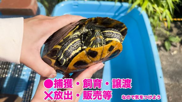 保護したミシシッピアカミミガメの近況報告