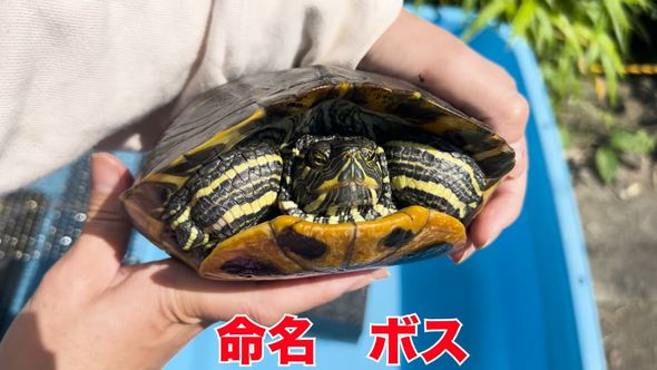 保護したミシシッピアカミミガメの近況報告