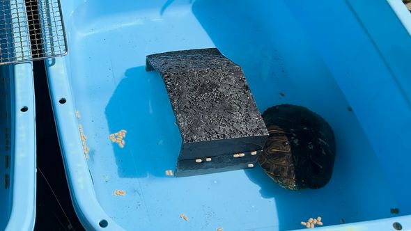 保護したミシシッピアカミミガメの近況報告