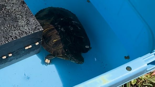 保護したミシシッピアカミミガメの近況報告