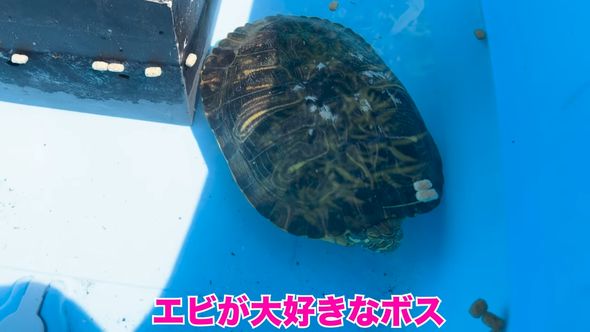 保護したミシシッピアカミミガメの近況報告