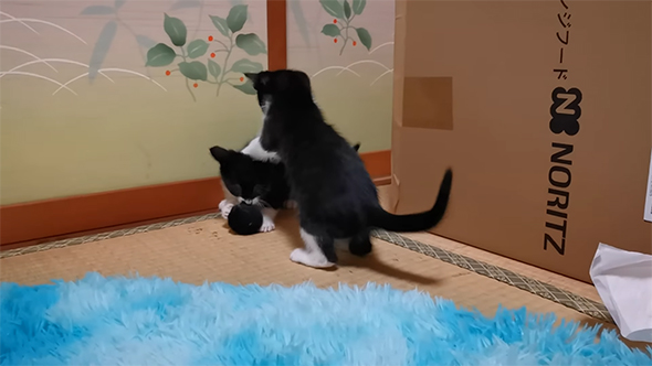 じゃれる子猫たち