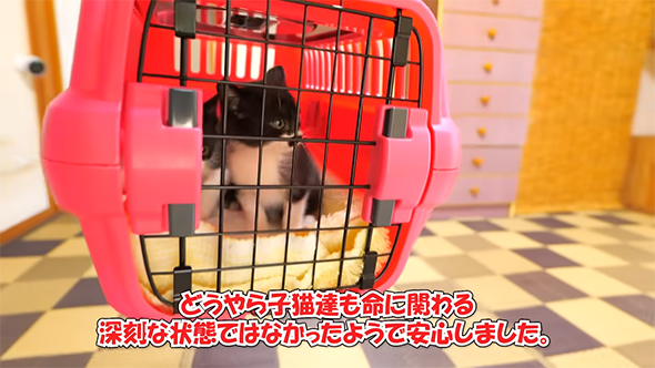 どうやら子猫たちも