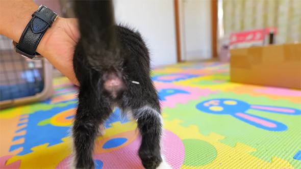 おしりに白いものがついている子猫