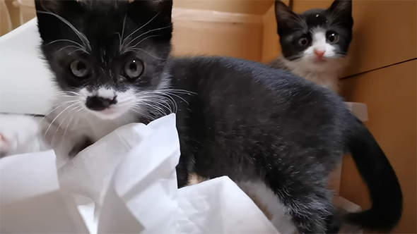 こちらを見つめる子猫