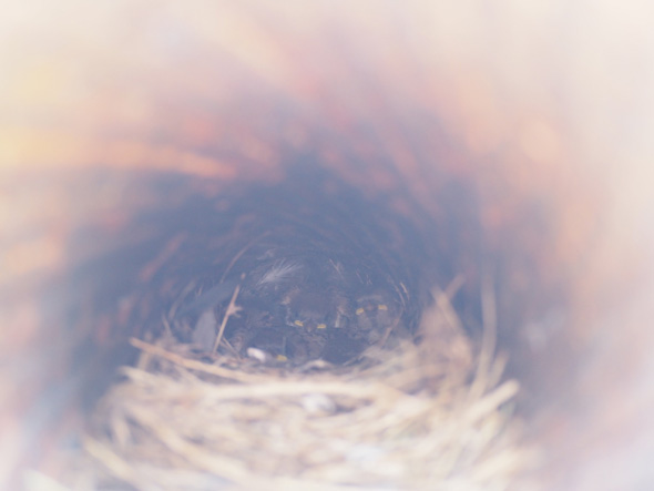 戦車 展示 元自衛隊 隊員 退役 余生 鳥の巣 平和