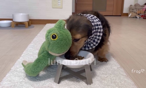 ごはんを食べる犬