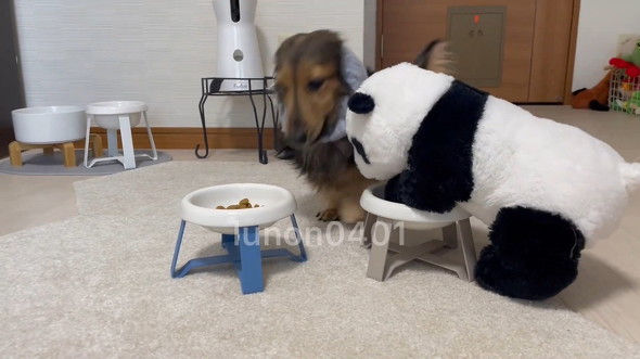 ぬいぐるみを置く犬