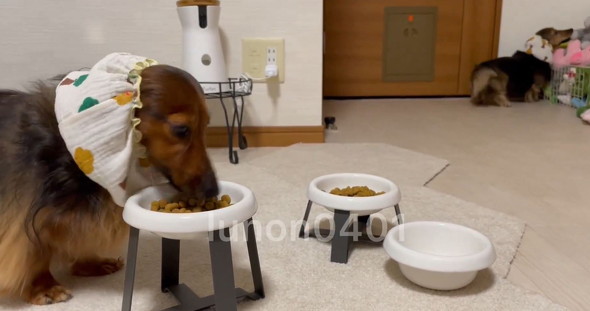 ごはんを食べる犬