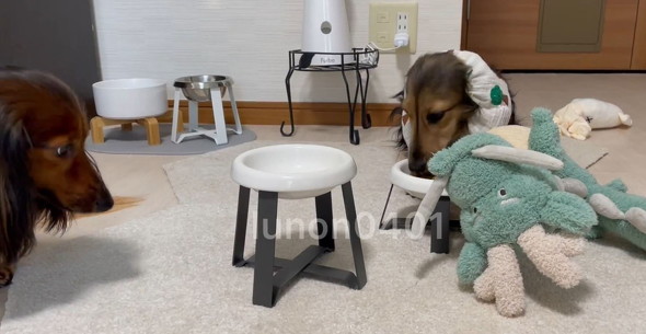 兄弟を見守る犬