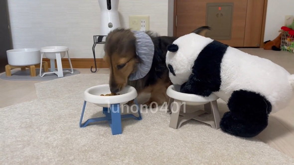 ごはんを食べる犬