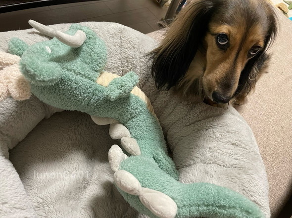 ぬいぐるみを寝かせる犬