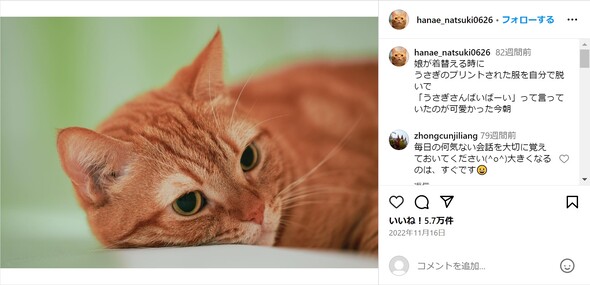 花江夏樹さんの猫